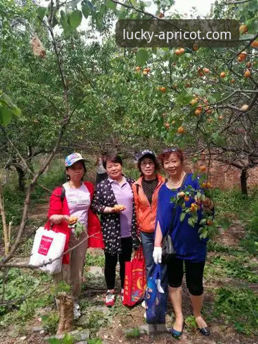 完成杏运娱乐安卓下载的3个关键步骤与5大平台优势解析